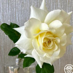 Heirloom Roses White Licorice™ Sale