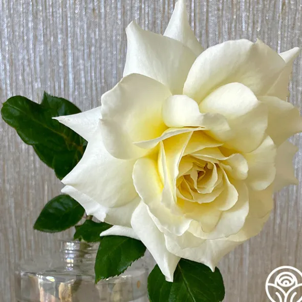 Heirloom Roses White Licorice™ Sale