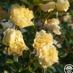 Heirloom Roses White Licorice™ Sale