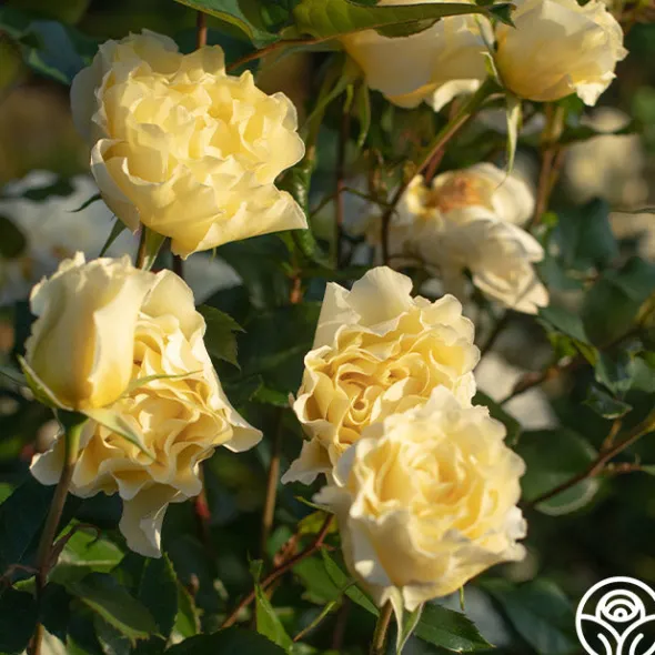 Heirloom Roses White Licorice™ Sale