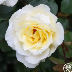 Heirloom Roses White Licorice™ Sale