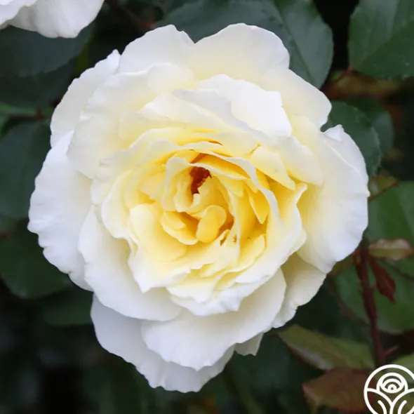 Heirloom Roses White Licorice™ Sale