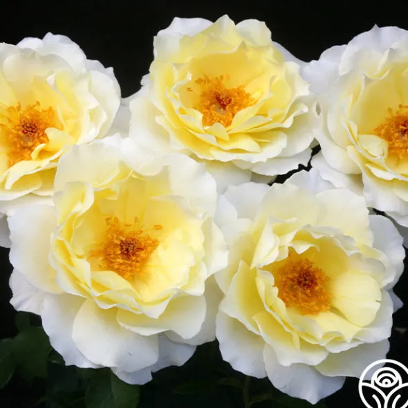 Heirloom Roses White Licorice™ Sale