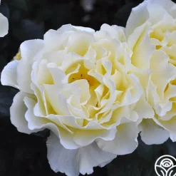 Heirloom Roses White Licorice™ Sale
