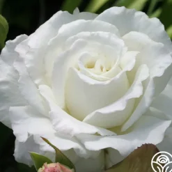 Heirloom Roses White Lightnin' Online