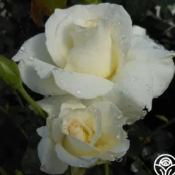Heirloom Roses White Lightnin' Online