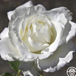Heirloom Roses White Lightnin' Online
