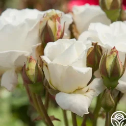Heirloom Roses White Lightnin' Online