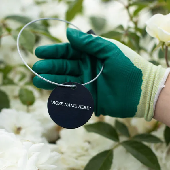 Heirloom Roses White Lightnin' Tag New
