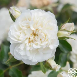 Heirloom Roses White Meidiland® Outlet