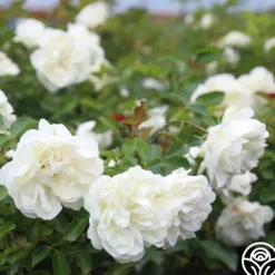 Heirloom Roses White Meidiland® Outlet