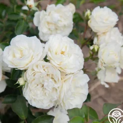 Heirloom Roses White Meidiland® Outlet