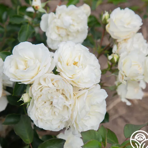 Heirloom Roses White Meidiland® Outlet