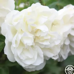 Heirloom Roses White Meidiland® Outlet