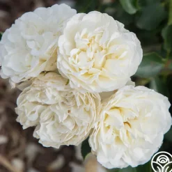 Heirloom Roses White Meidiland® Outlet