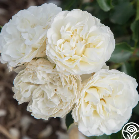 Heirloom Roses White Meidiland® Outlet