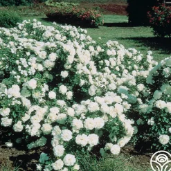 Heirloom Roses White Meidiland® Outlet
