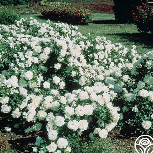 Heirloom Roses White Meidiland® Outlet