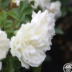 Heirloom Roses White Meidiland® Outlet