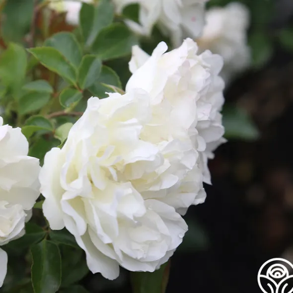 Heirloom Roses White Meidiland® Outlet