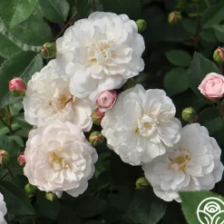 Heirloom Roses White Pet New