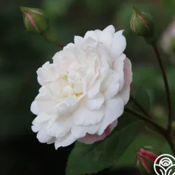Heirloom Roses White Pet New