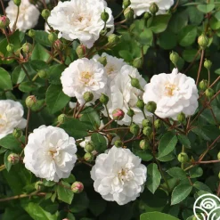Heirloom Roses White Pet New