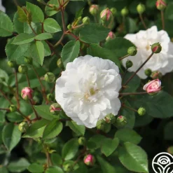 Heirloom Roses White Pet New