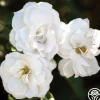 Heirloom Roses White Veranda® Hot