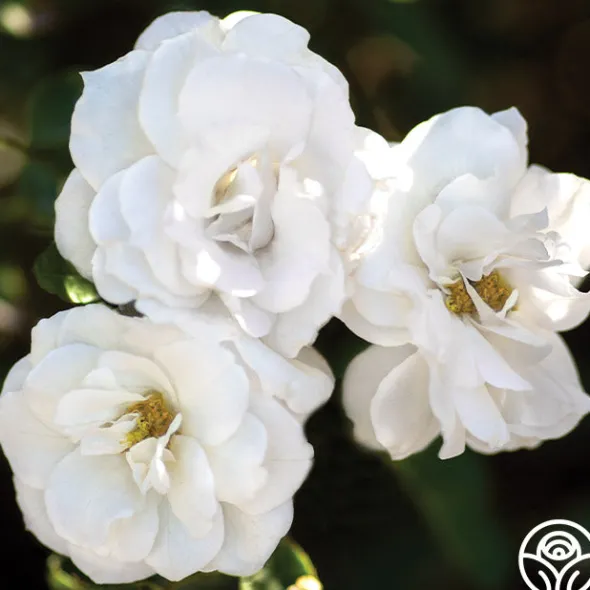 Heirloom Roses White Veranda® Hot
