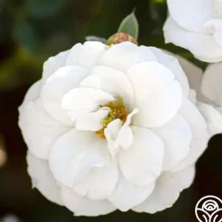 Heirloom Roses White Veranda® Hot