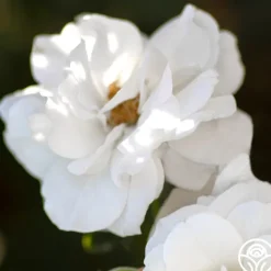 Heirloom Roses White Veranda® Hot