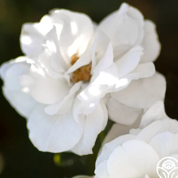Heirloom Roses White Veranda® Hot