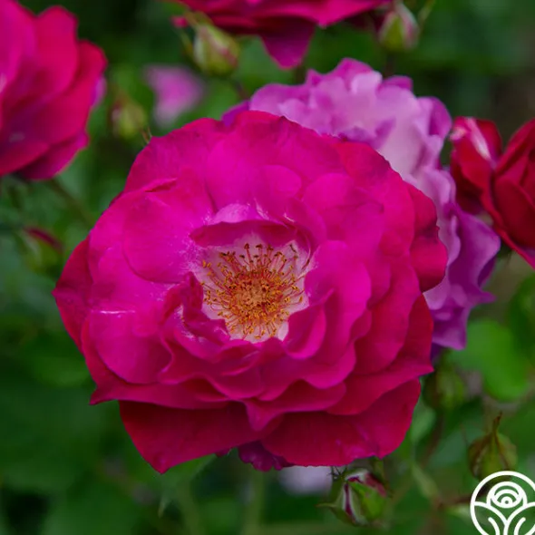 Heirloom Roses Wild Blue Yonder Discount