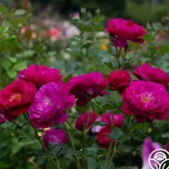 Heirloom Roses Wild Blue Yonder Discount