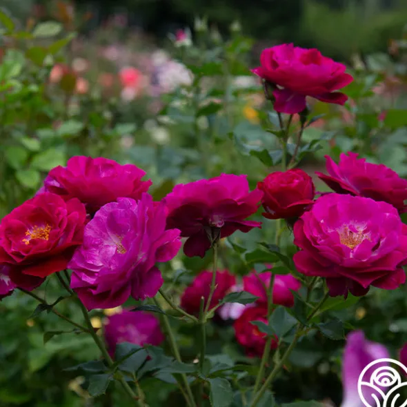 Heirloom Roses Wild Blue Yonder Discount