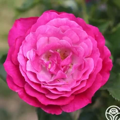 Heirloom Roses Wild Blue Yonder Discount
