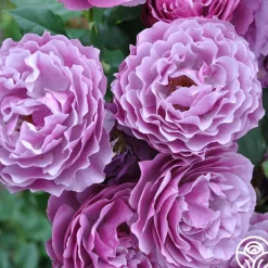 Heirloom Roses Wild Blue Yonder Discount