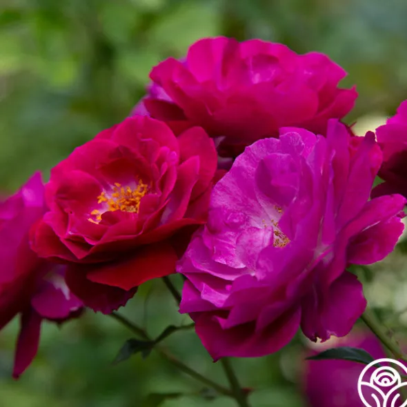 Heirloom Roses Wild Blue Yonder Discount