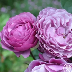 Heirloom Roses Wild Blue Yonder Discount
