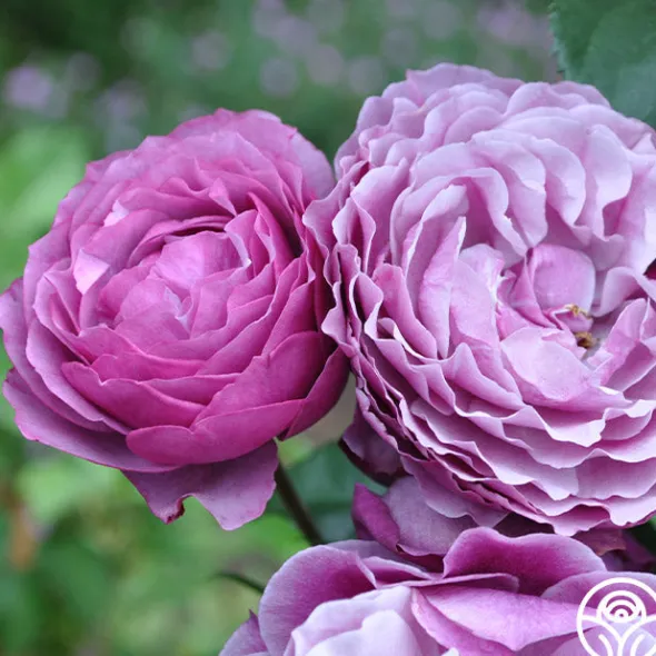 Heirloom Roses Wild Blue Yonder Discount
