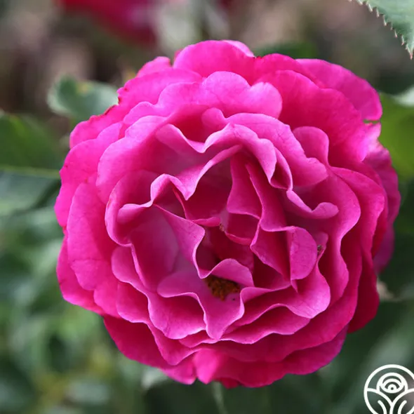 Heirloom Roses Wild Blue Yonder Discount