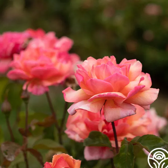 Heirloom Roses Wild Ginger Sale