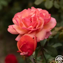 Heirloom Roses Wild Ginger Sale