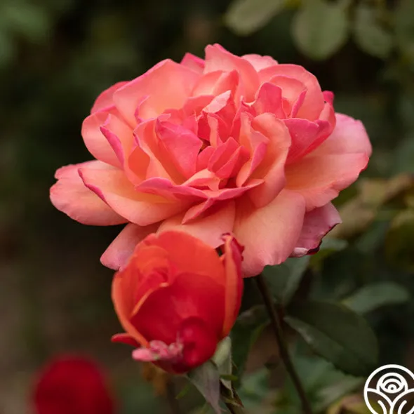Heirloom Roses Wild Ginger Sale