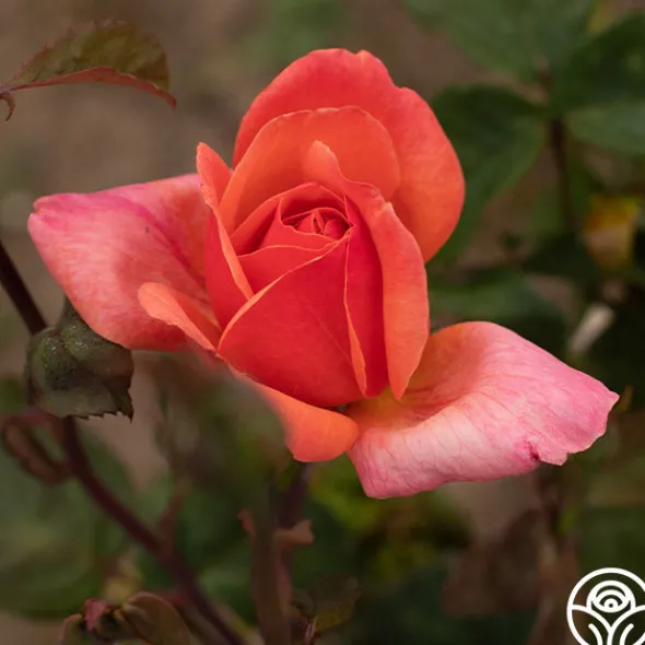 Heirloom Roses Wild Ginger Sale