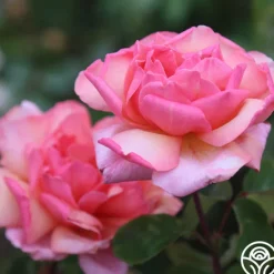 Heirloom Roses Wild Ginger Sale