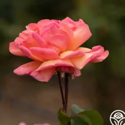Heirloom Roses Wild Ginger Sale