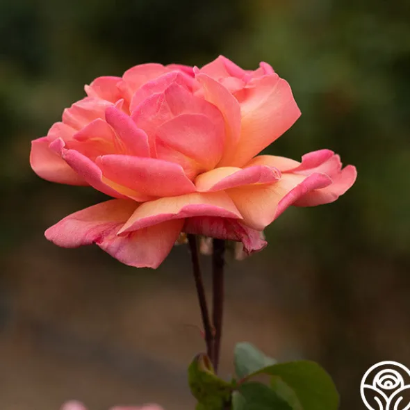 Heirloom Roses Wild Ginger Sale