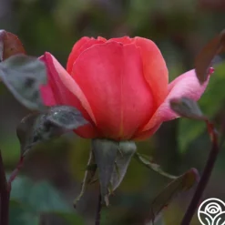 Heirloom Roses Wild Ginger Sale